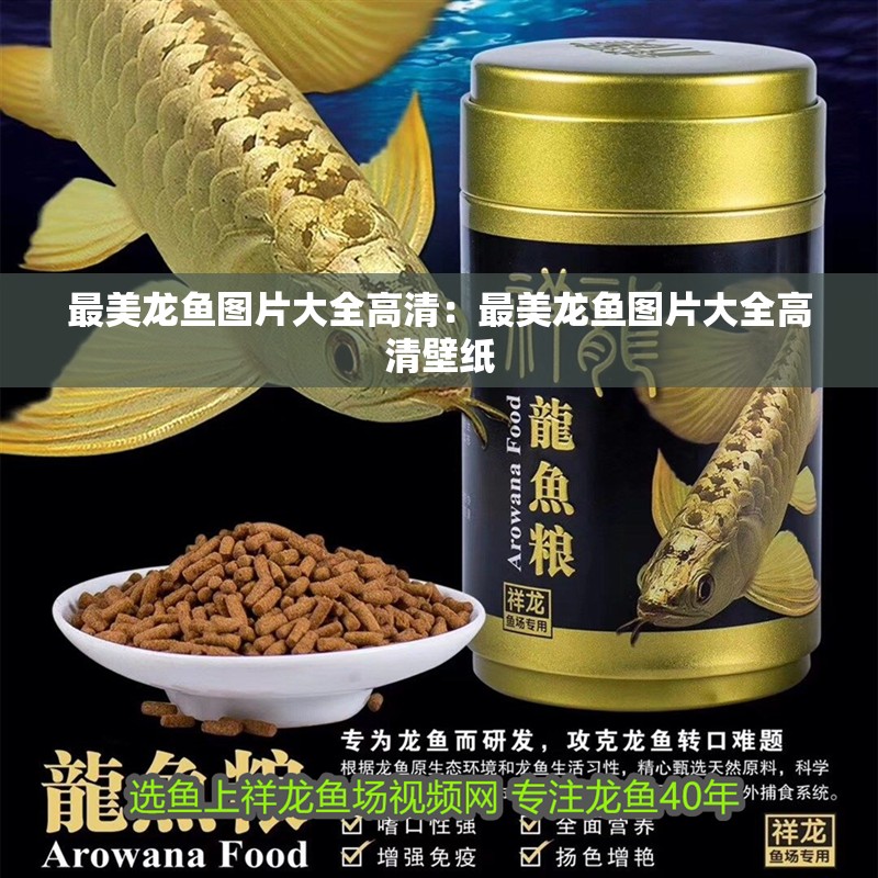 最美龍魚圖片大全高清：最美龍魚圖片大全高清壁紙