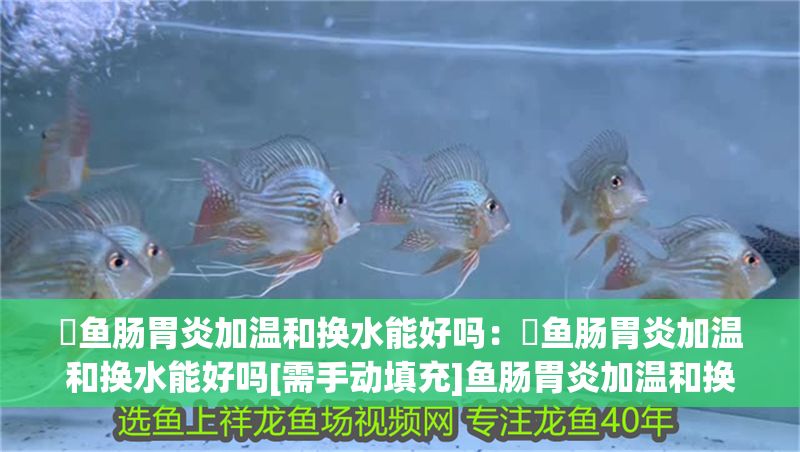 魟魚(yú)腸胃炎加溫和換水能好嗎：魟魚(yú)腸胃炎加溫和換水能好嗎[需手動(dòng)填充]魚(yú)腸胃炎加溫和換水能好嗎