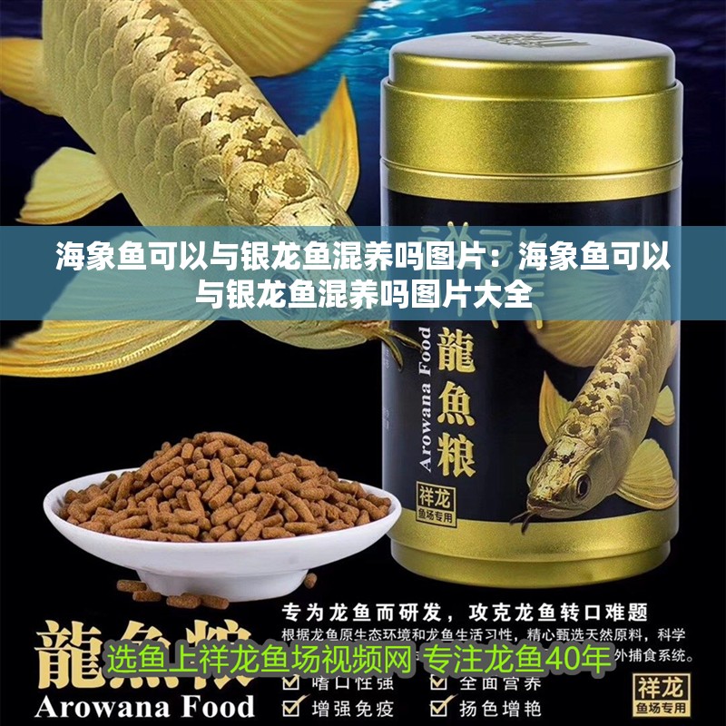 海象魚可以與銀龍魚混養(yǎng)嗎圖片：海象魚可以與銀龍魚混養(yǎng)嗎圖片大全
