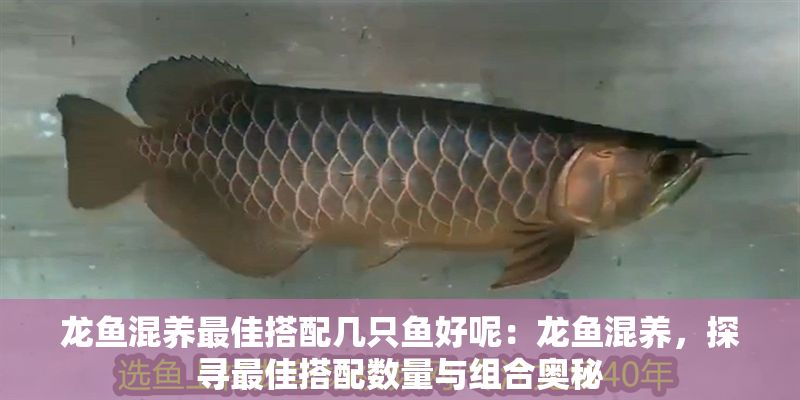 龍魚混養最佳搭配幾只魚好呢：龍魚混養，探尋最佳搭配數量與組合奧秘
