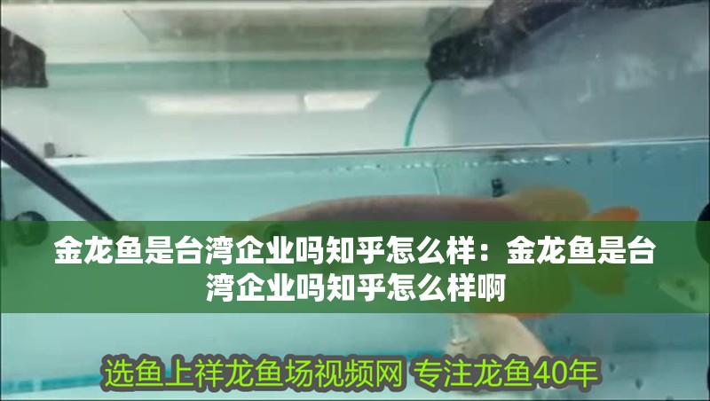 金龍魚是臺灣企業(yè)嗎知乎怎么樣：金龍魚是臺灣企業(yè)嗎知乎怎么樣啊