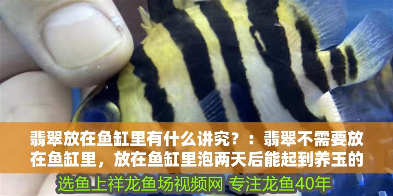 翡翠放在魚缸里有什么講究？：翡翠不需要放在魚缸里，放在魚缸里泡兩天后能起到養玉的作用