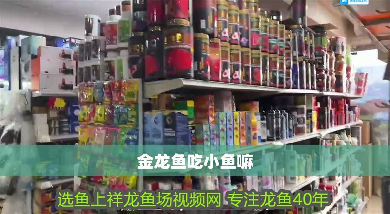 金龍魚吃小魚嘛