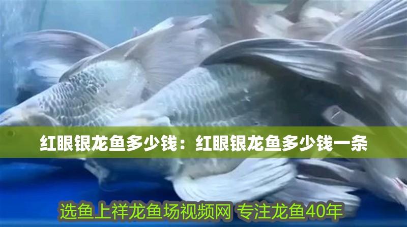 紅眼銀龍魚多少錢：紅眼銀龍魚多少錢一條