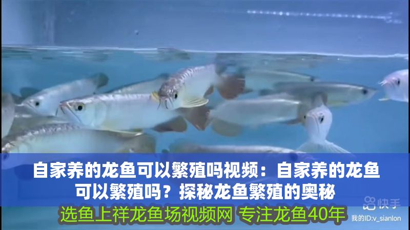 自家養的龍魚可以繁殖嗎視頻：自家養的龍魚可以繁殖嗎？探秘龍魚繁殖的奧秘