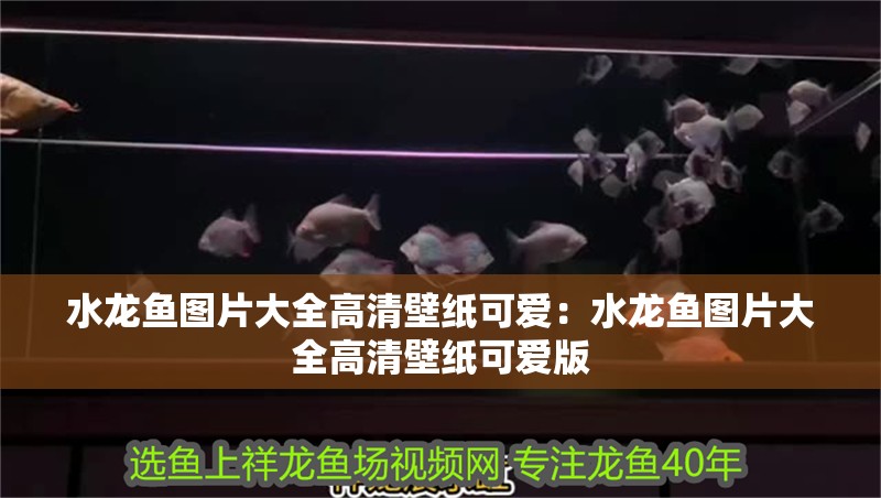 水龍魚圖片大全高清壁紙可愛：水龍魚圖片大全高清壁紙可愛版