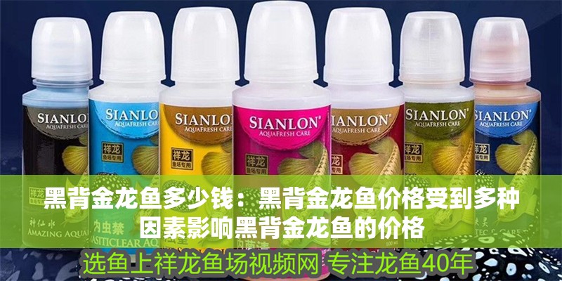 黑背金龍魚多少錢：黑背金龍魚價格受到多種因素影響黑背金龍魚的價格