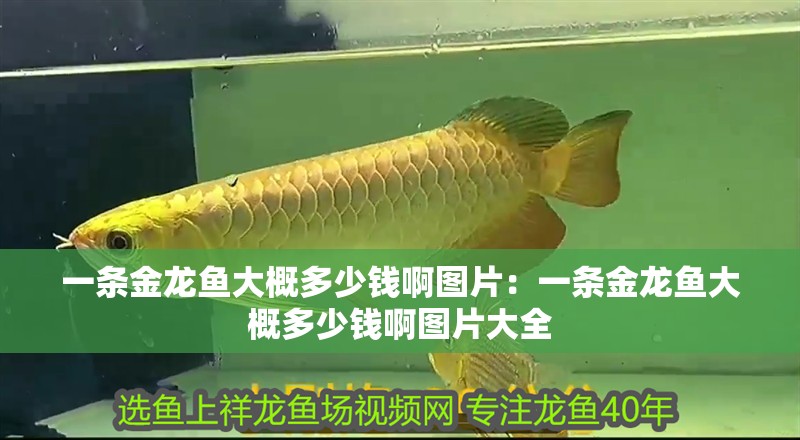 一條金龍魚大概多少錢啊圖片：一條金龍魚大概多少錢啊圖片大全 一條金龍魚大概多少錢啊圖片：一條金龍魚大概多少錢啊圖片大全 水族問答