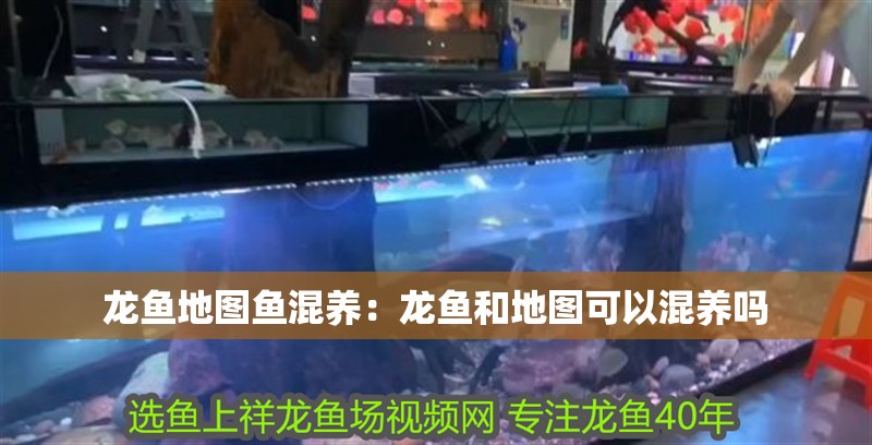 龍魚地圖魚混養(yǎng)：龍魚和地圖可以混養(yǎng)嗎