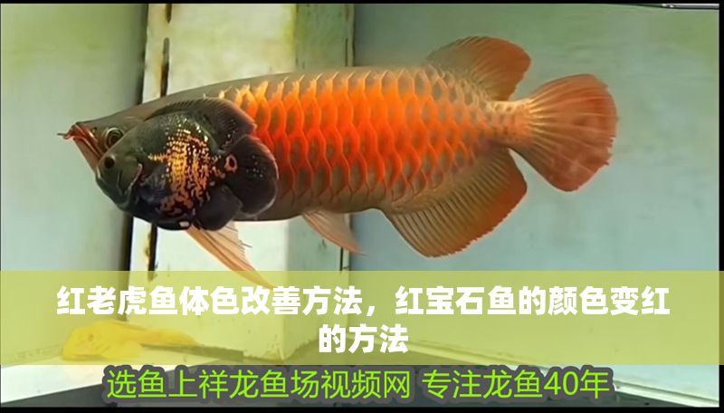 紅老虎魚體色改善方法，紅寶石魚的顏色變紅的方法 紅老虎魚體色改善方法，紅寶石魚的顏色變紅的方法 虎魚百科 第1張