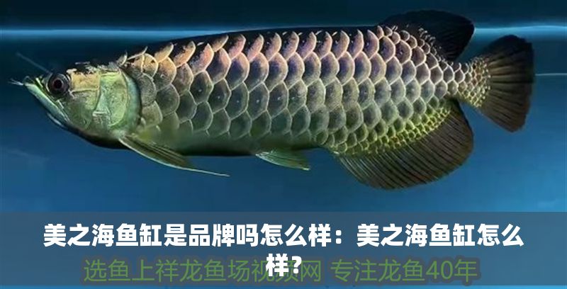 美之海魚缸是品牌嗎怎么樣：美之海魚缸怎么樣？