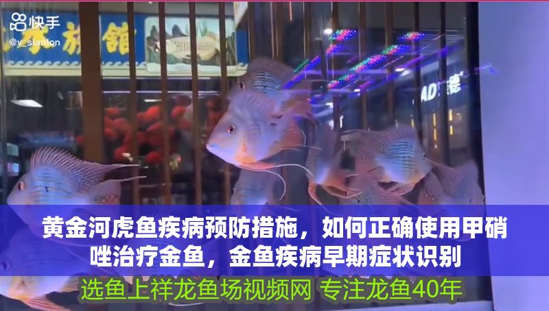 黃金河虎魚疾病預防措施，如何正確使用甲硝唑治療金魚，金魚疾病早期癥狀識別