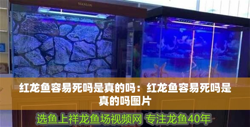 紅龍魚容易死嗎是真的嗎：紅龍魚容易死嗎是真的嗎圖片