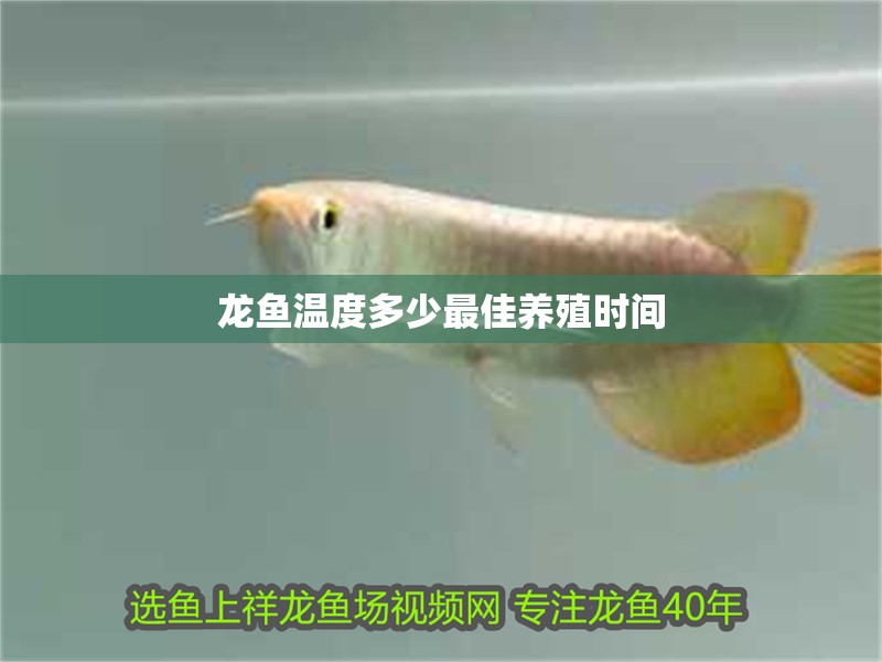 龍魚溫度多少最佳養殖時間