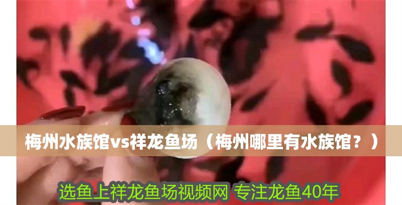 <strong><mark>梅州</mark></strong>水族館vs祥龍魚場（<strong><mark>梅州</mark></strong>哪里有水族館？）