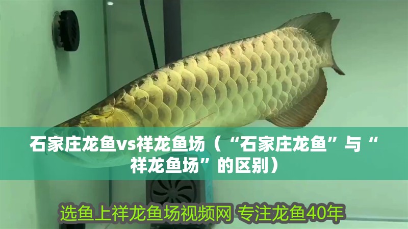 石家莊龍魚vs祥龍魚場（“石家莊龍魚”與“祥龍魚場”的區別）