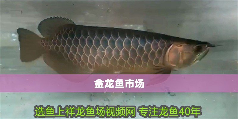 金龍魚市場