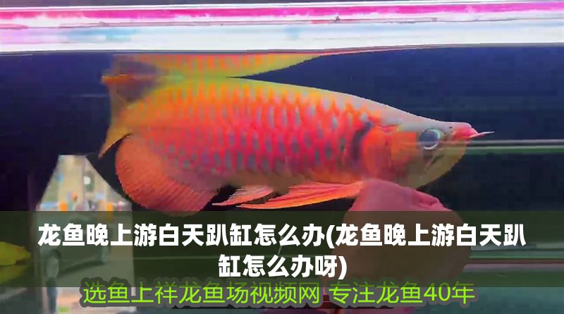 龍魚晚上游白天趴缸怎么辦(龍魚晚上游白天趴缸怎么辦呀)