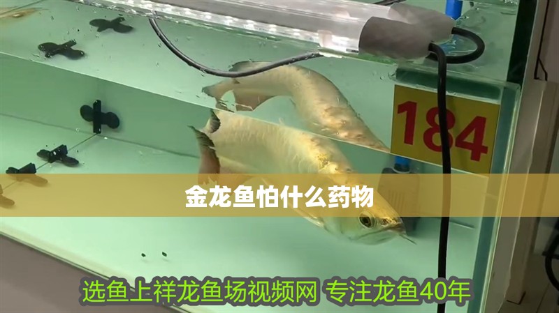 金龍魚怕什么藥物