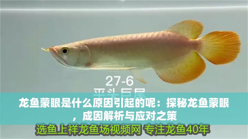 龍魚蒙眼是什么原因引起的呢：探秘龍魚蒙眼，成因解析與應對之策