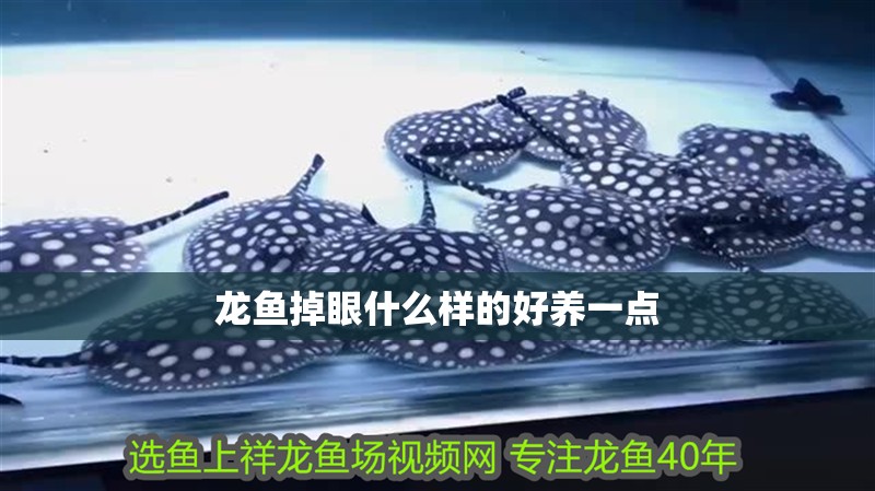 龍魚掉眼什么樣的好養一點