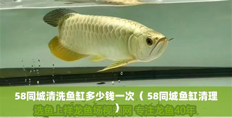 58同城清洗魚缸多少錢一次（ 58同城魚缸清理）