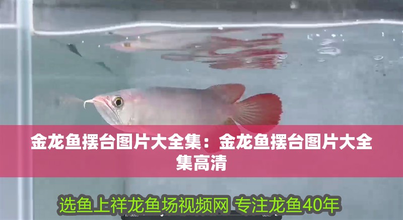 金龍魚擺臺圖片大全集：金龍魚擺臺圖片大全集高清