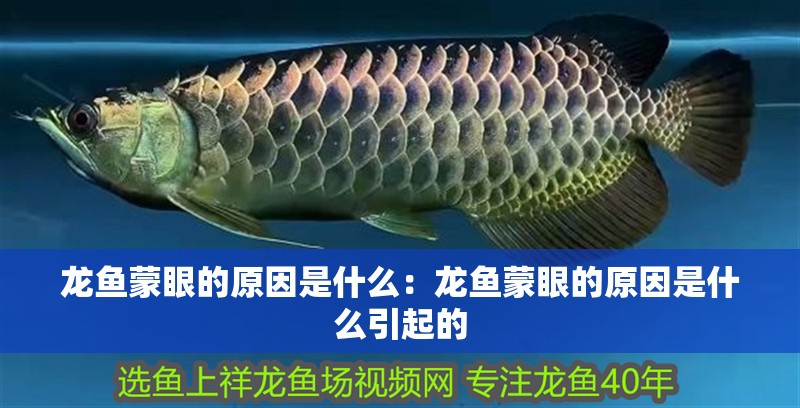 龍魚蒙眼的原因是什么：龍魚蒙眼的原因是什么引起的