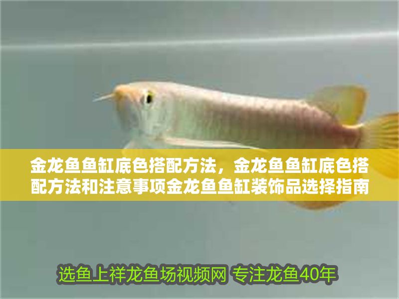 金龍魚魚缸底色搭配方法，金龍魚魚缸底色搭配方法和注意事項金龍魚魚缸裝飾品選擇指南