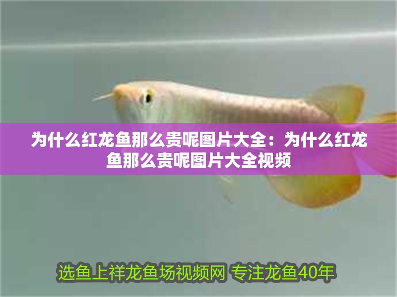 為什么紅龍魚那么貴呢圖片大全：為什么紅龍魚那么貴呢圖片大全視頻