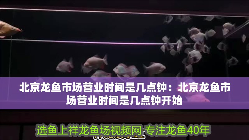 北京龍魚市場(chǎng)營(yíng)業(yè)時(shí)間是幾點(diǎn)鐘：北京龍魚市場(chǎng)營(yíng)業(yè)時(shí)間是幾點(diǎn)鐘開始