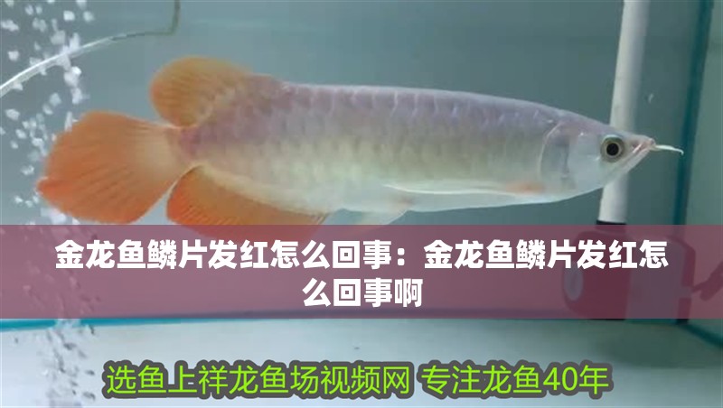 金龍魚鱗片發紅怎么回事：金龍魚鱗片發紅怎么回事啊
