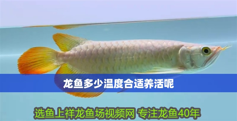 龍魚多少溫度合適養活呢