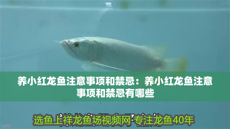 養小紅龍魚注意事項和禁忌：養小紅龍魚注意事項和禁忌有哪些