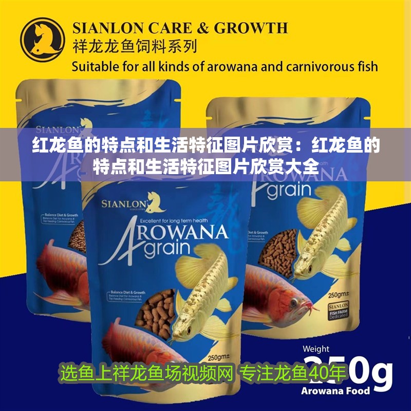 紅龍魚的特點和生活特征圖片欣賞：紅龍魚的特點和生活特征圖片欣賞大全