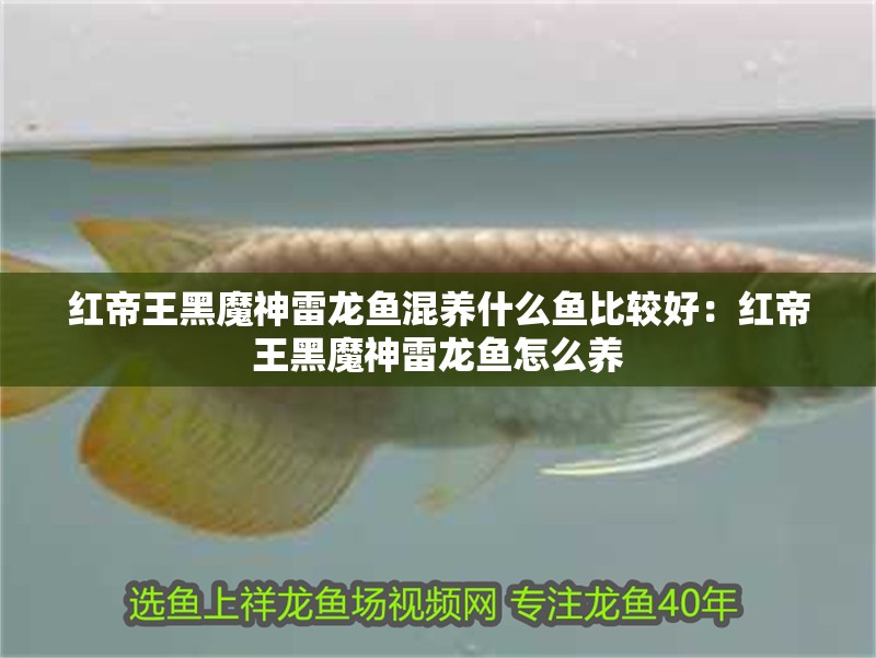紅帝王黑魔神雷龍魚混養(yǎng)什么魚比較好：紅帝王黑魔神雷龍魚怎么養(yǎng)