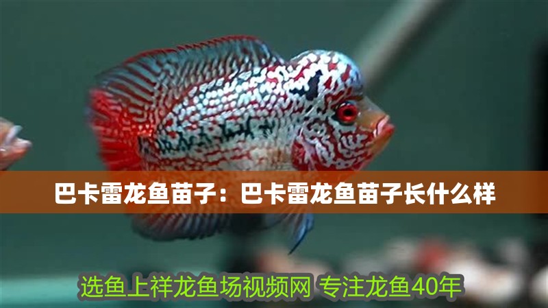 巴卡雷龍魚苗子：巴卡雷龍魚苗子長什么樣
