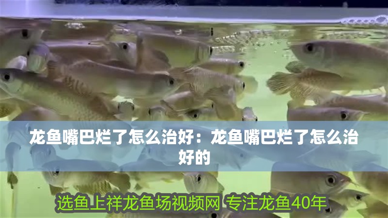 龍魚(yú)嘴巴爛了怎么治好：龍魚(yú)嘴巴爛了怎么治好的