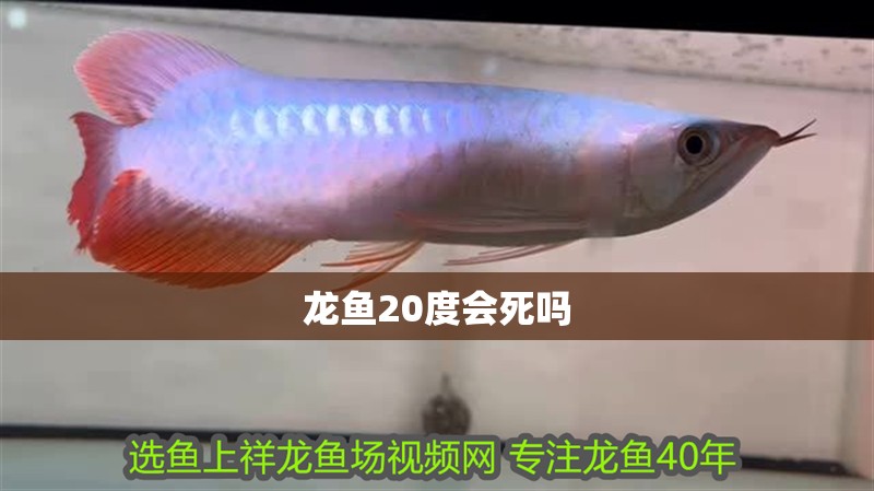 龍魚20度會(huì)死嗎