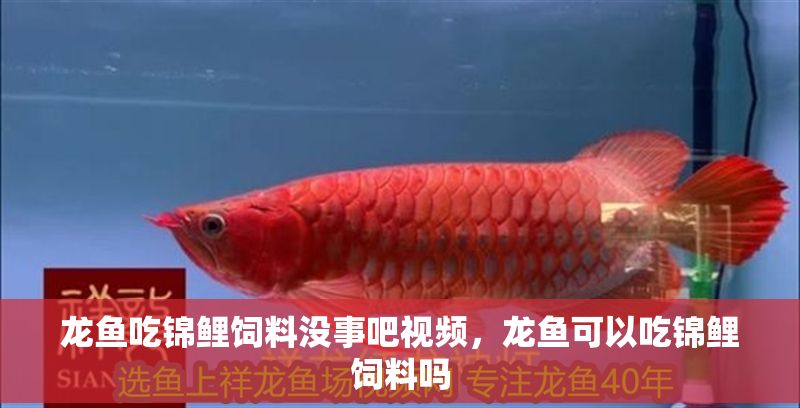 龍魚吃錦鯉飼料沒事吧視頻，龍魚可以吃錦鯉飼料嗎