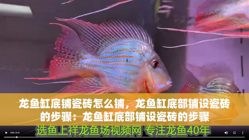 龍魚缸底鋪瓷磚怎么鋪，龍魚缸底部鋪設瓷磚的步驟：龍魚缸底部鋪設瓷磚的步驟