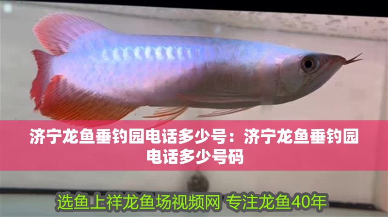 濟(jì)寧龍魚垂釣園電話多少號：濟(jì)寧龍魚垂釣園電話多少號碼