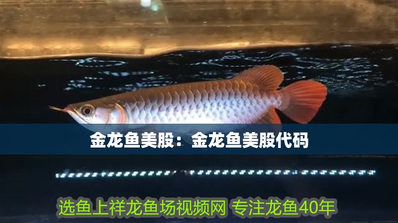 金龍魚美股：金龍魚美股代碼