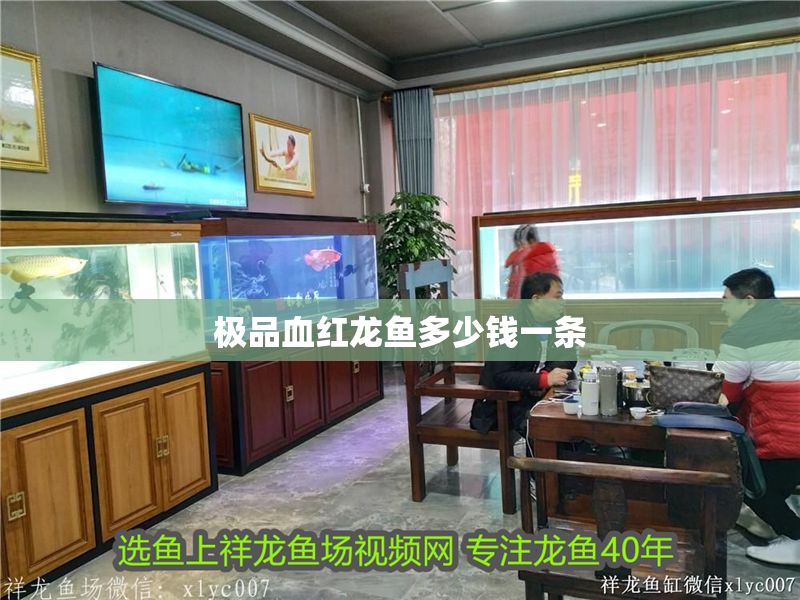 極品血紅龍魚多少錢一條