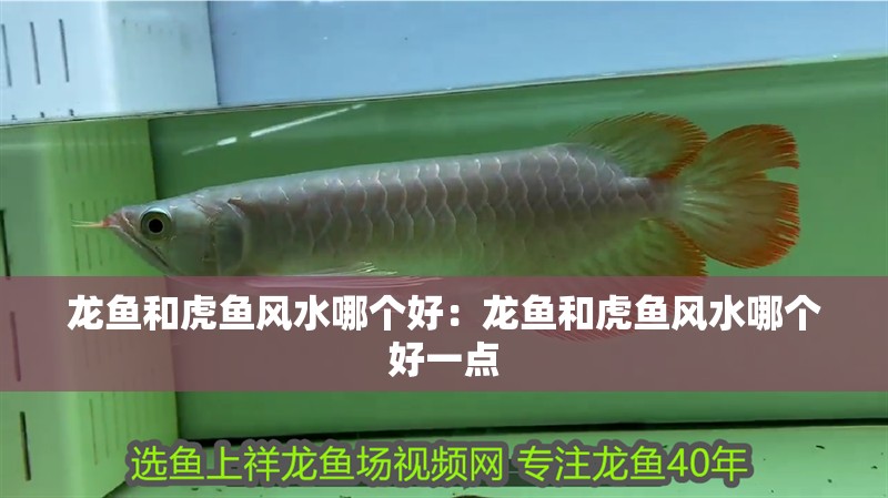 龍魚和虎魚風水哪個好：龍魚和虎魚風水哪個好一點