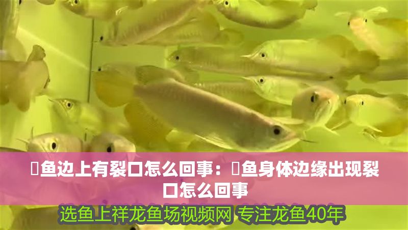 魟魚邊上有裂口怎么回事：魟魚身體邊緣出現裂口怎么回事