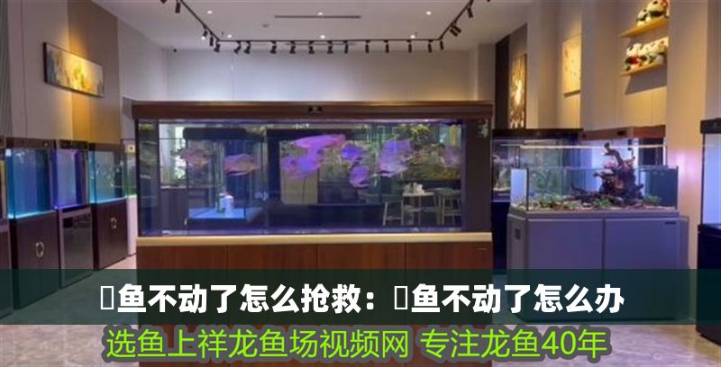 魟魚不動了怎么搶救：魟魚不動了怎么辦