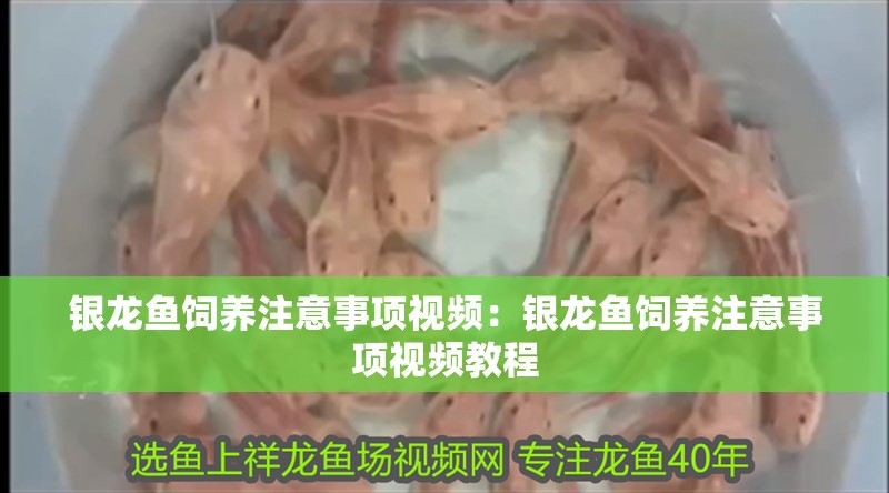 銀龍魚飼養注意事項視頻：銀龍魚飼養注意事項視頻教程