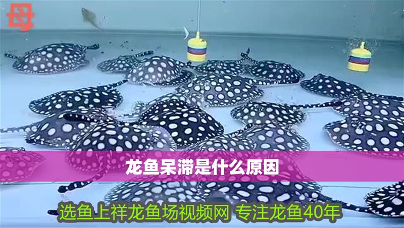 龍魚呆滯是什么原因
