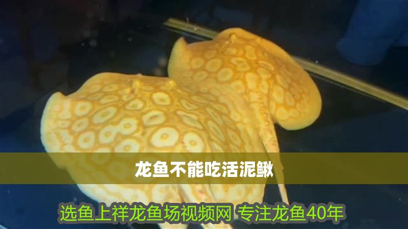 龍魚不能吃活泥鰍